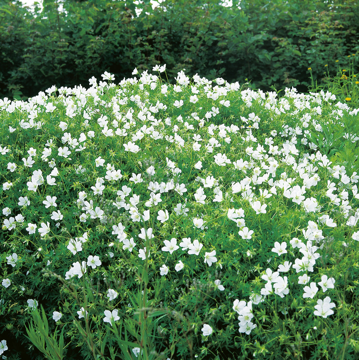 Geranium sanguineum 'Album', 15-pack