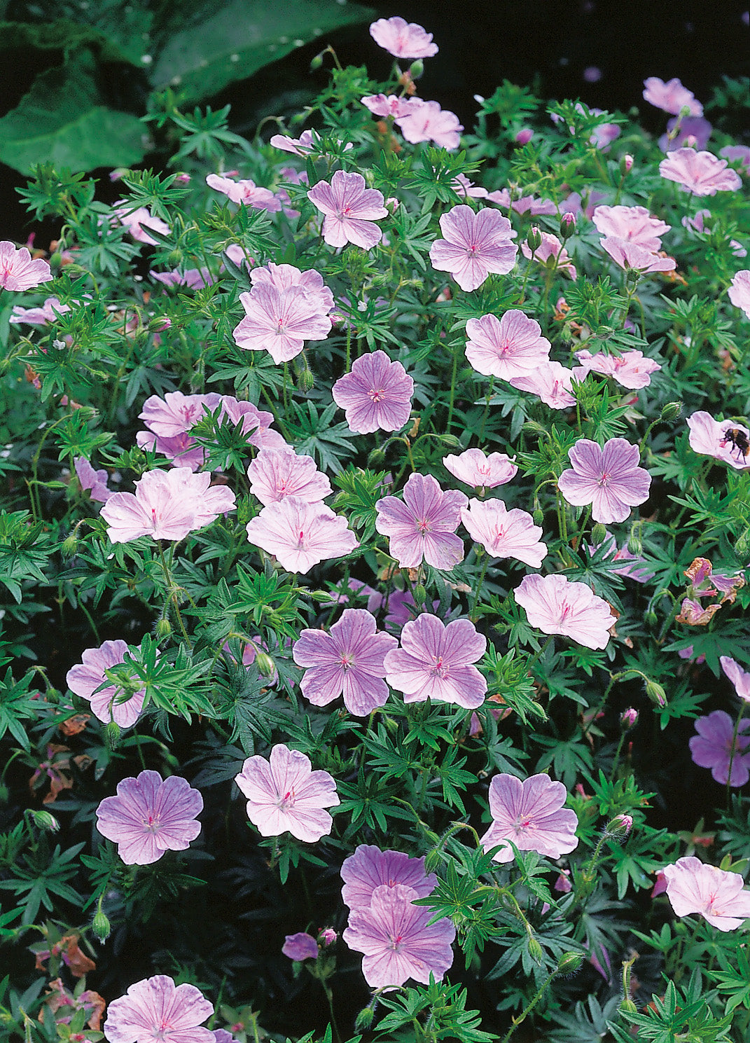 Geranium sanguineum 'Apfelbl?te', 6-pack