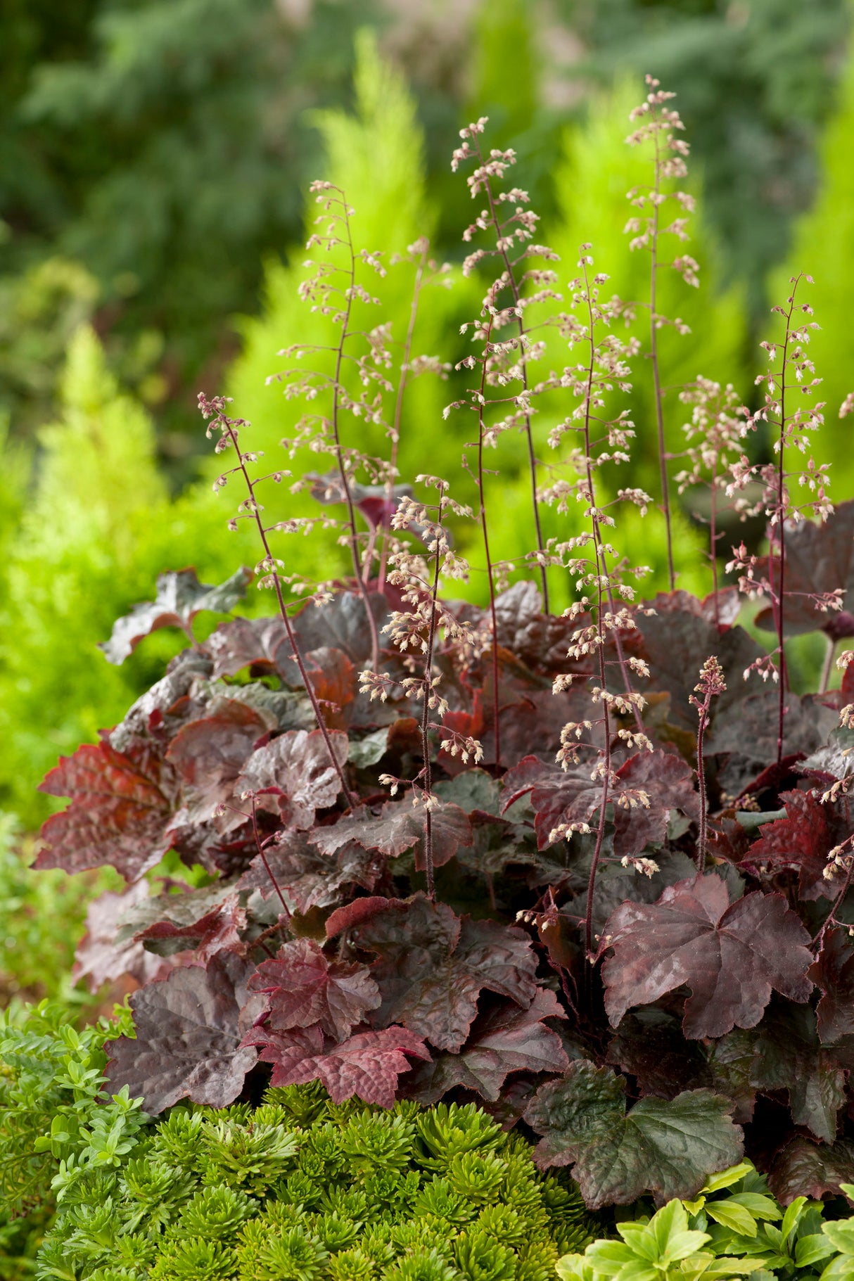 Heuchera villosa 'Palace Purple', 6-pack