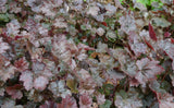 Heuchera villosa 'Palace Purple', 15-pack