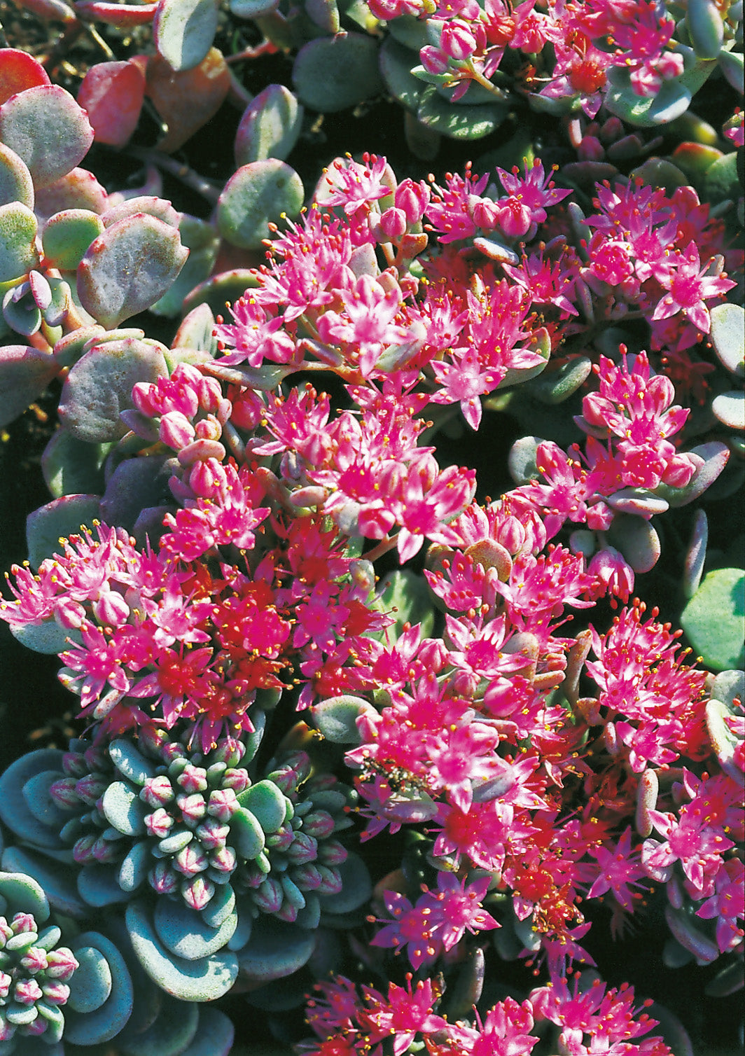 Hylotelephium cauticola 'Lidakense', 6-pack