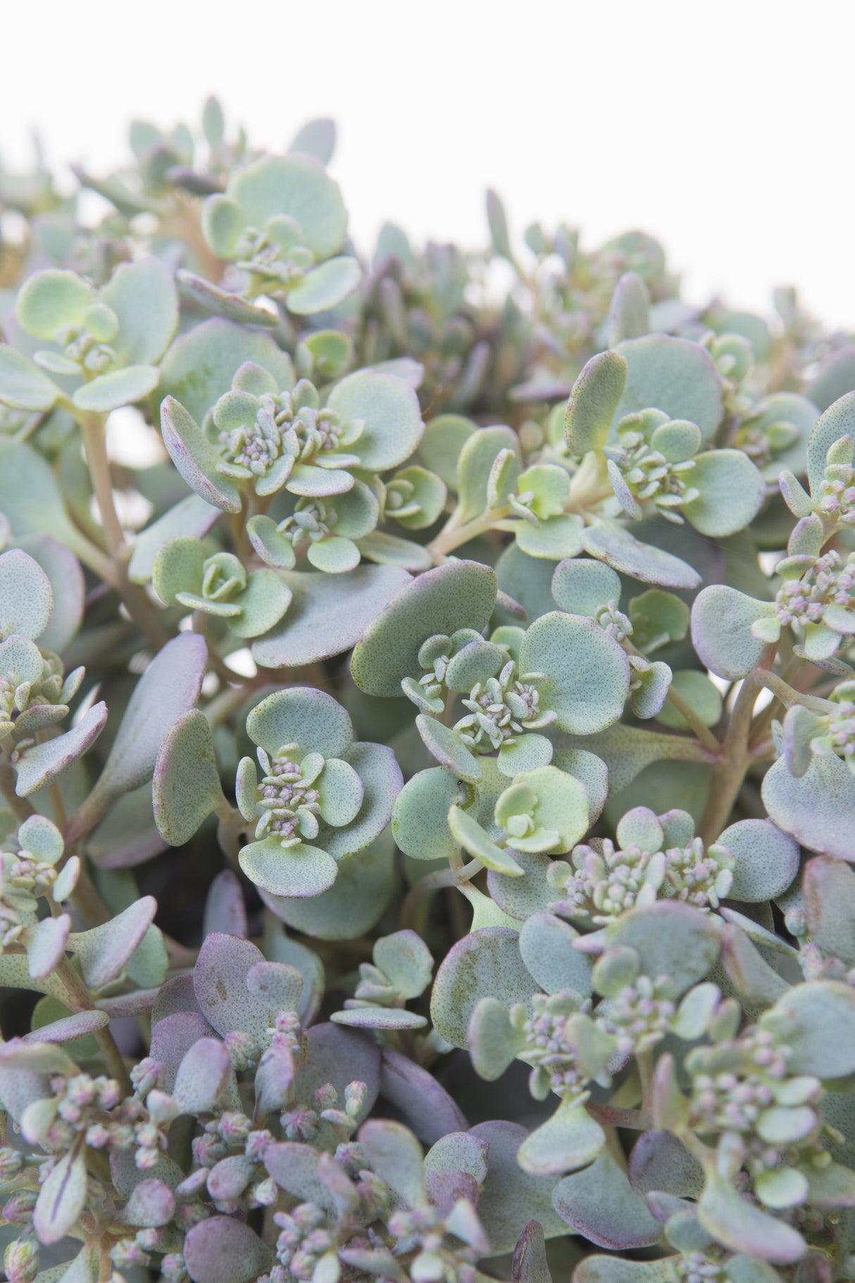 Hylotelephium cauticola 'Lidakense', 6-pack