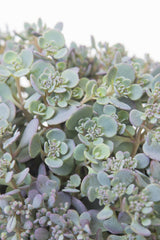 Hylotelephium cauticola 'Lidakense', 6-pack