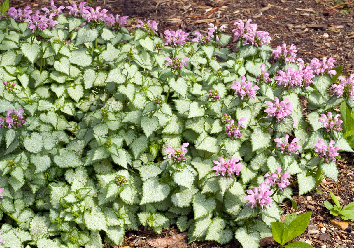 Lamium maculatum 'Beacon Silver', 6-pack