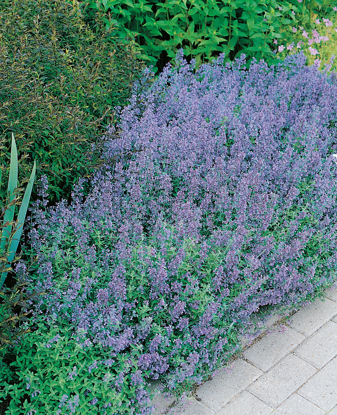 Nepeta x faassenii, 15-pack