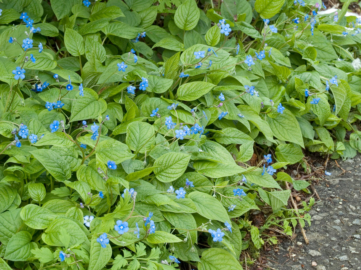 Omphalodes verna, 6-pack