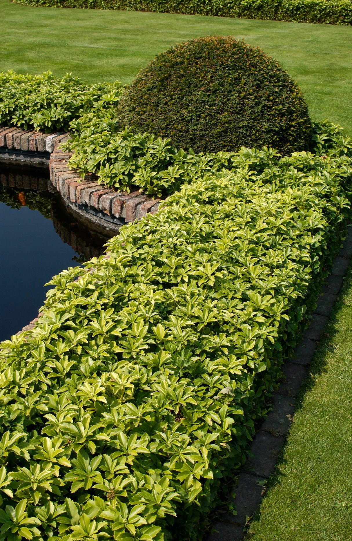 Pachysandra terminalis 'Green Carpet', 6-pack