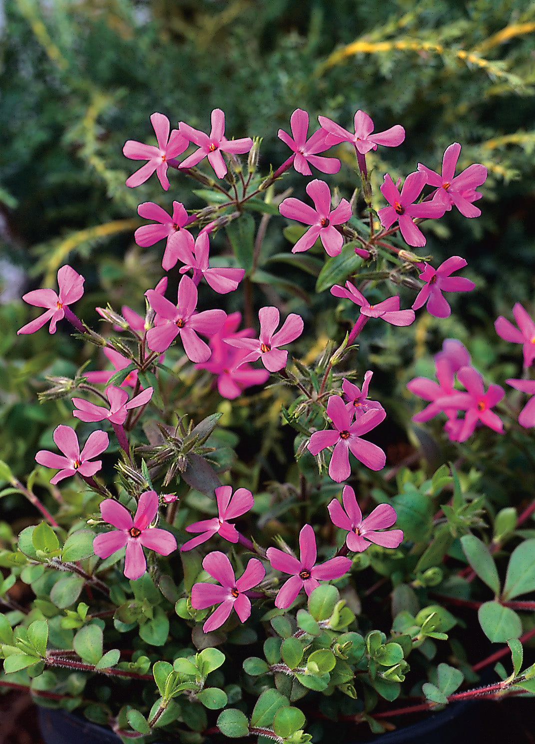 Phlox stolonifera 'Home Fires', 6-pack