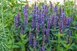 Stäppsalvia 'Ostfriesland' 6-pack i kruka