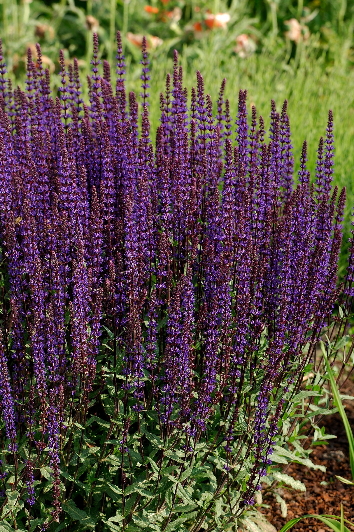 Stäppsalvia 'Caradonna' 15-pack i kruka