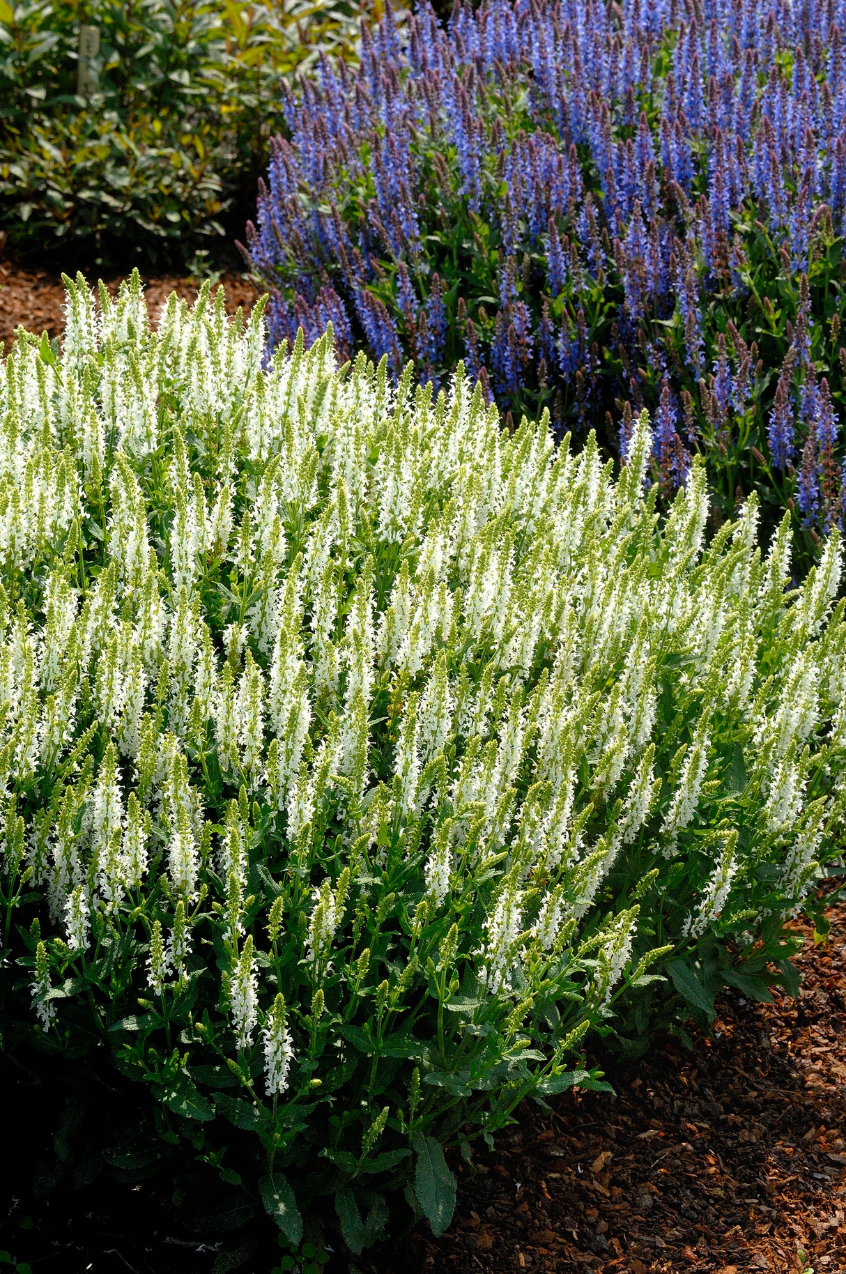 Salvia sylvestris (nemorosa) 'Schneeh?gel', 15-pack