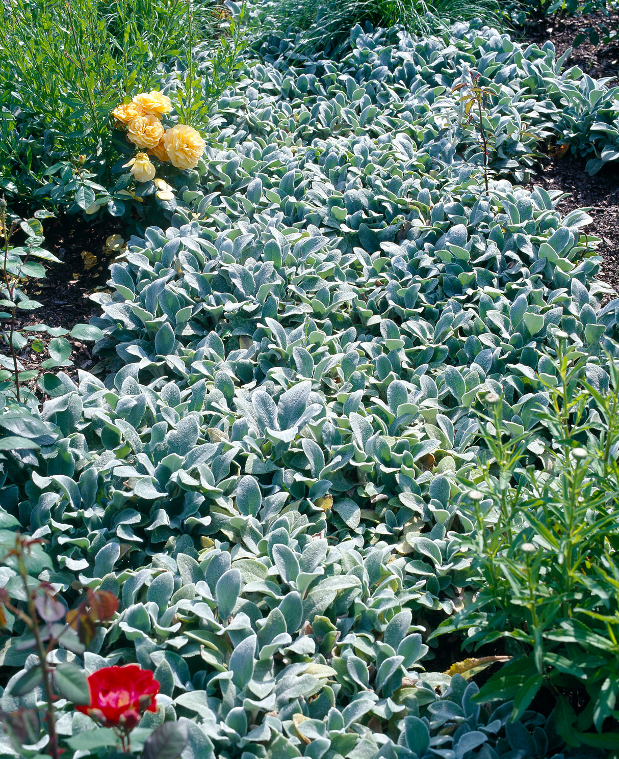 Stachys byzantina 'Silver Carpet', 6-pack