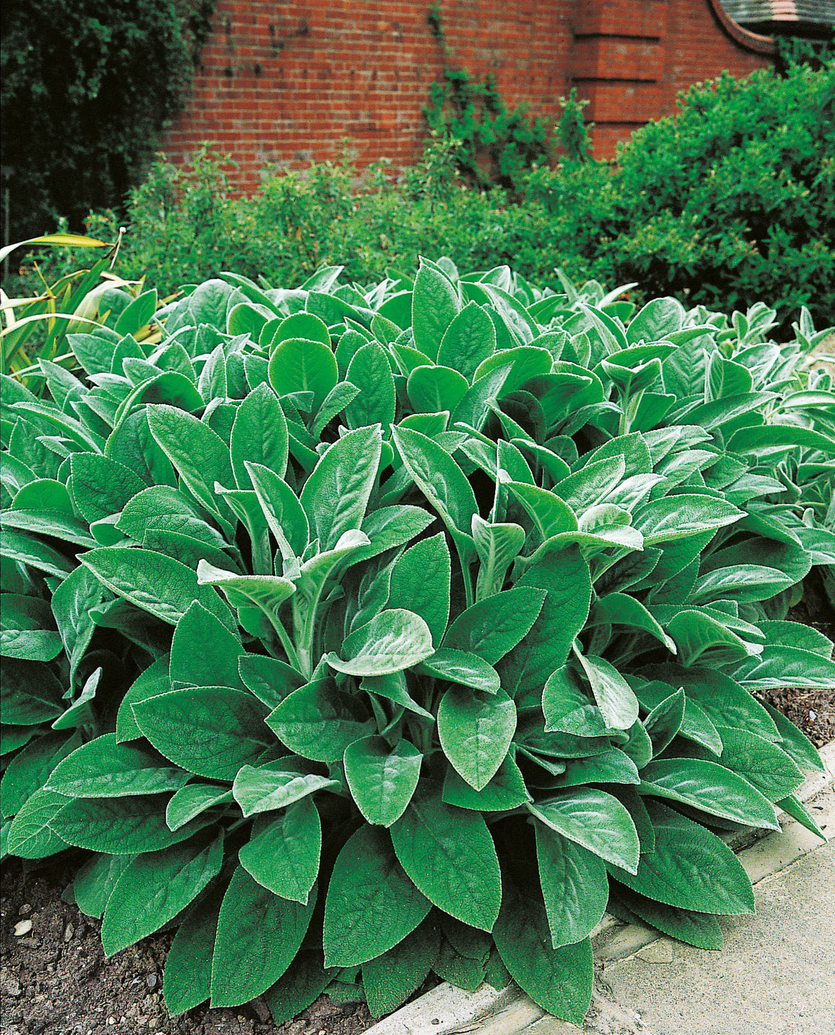 Stachys byzantina 'Big Ears', 15-pack