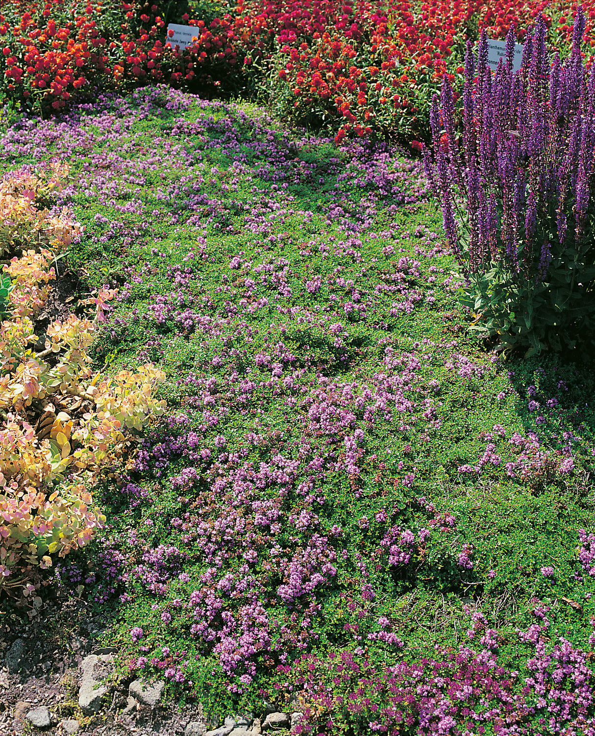 Thymus serpyllum, 6-pack