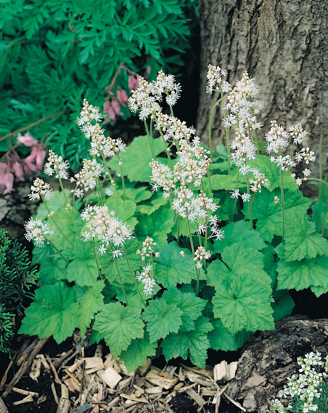 Tiarella cordifolia 'Moorgr?n', 6-pack