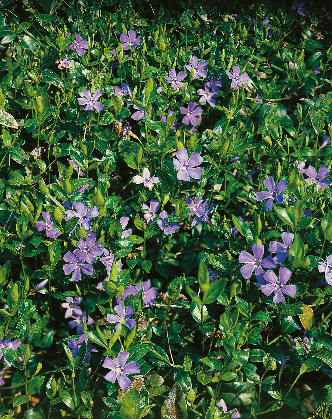Vinca minor, 6-pack