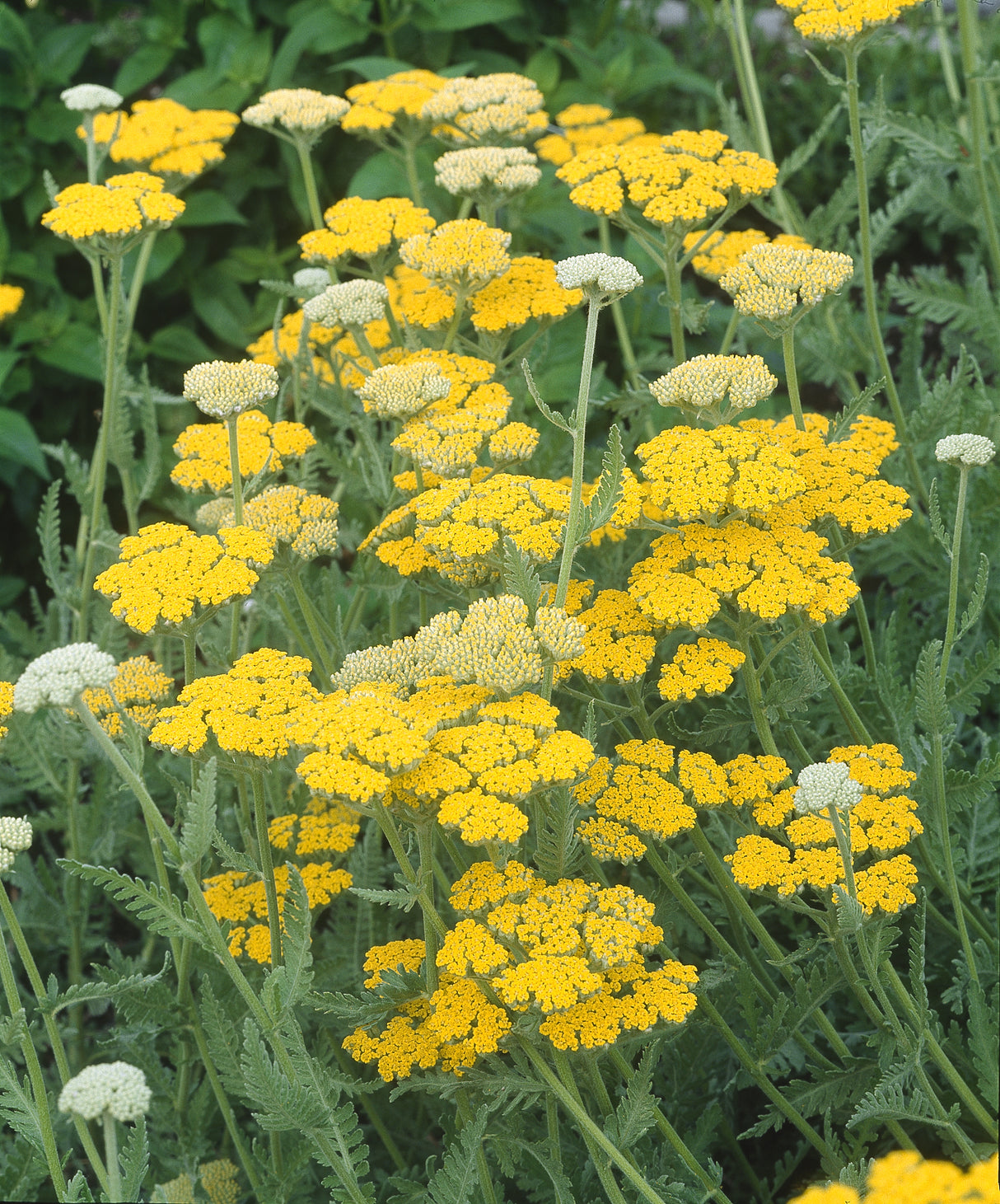 Achillea 'Coronation Gold', 6-pack