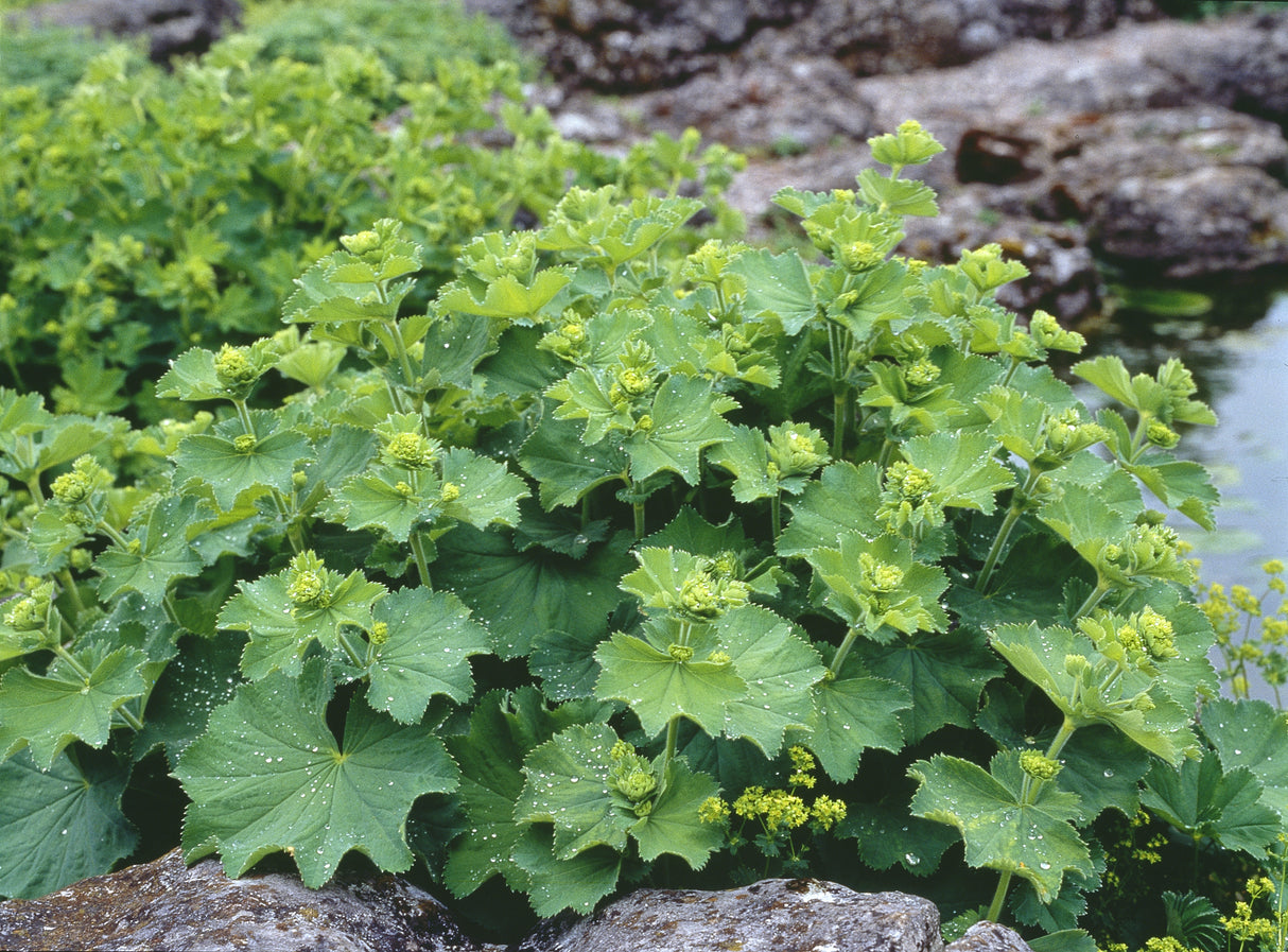 Alchemilla epipsila, 15-pack