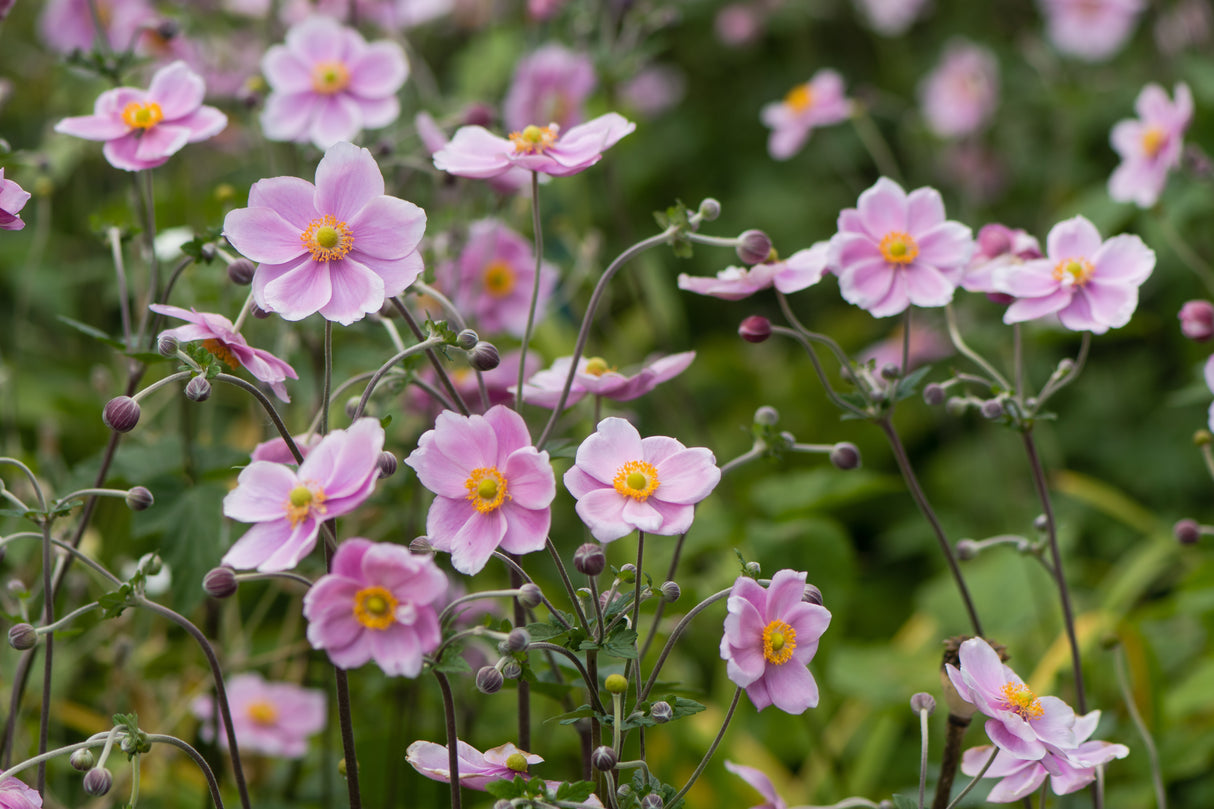 Anemone hybrida 'K?nigin Charlotte', 3-pack