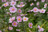 Anemone hybrida 'K?nigin Charlotte', 3-pack