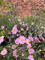 Anemone hybrida 'K?nigin Charlotte', 3-pack