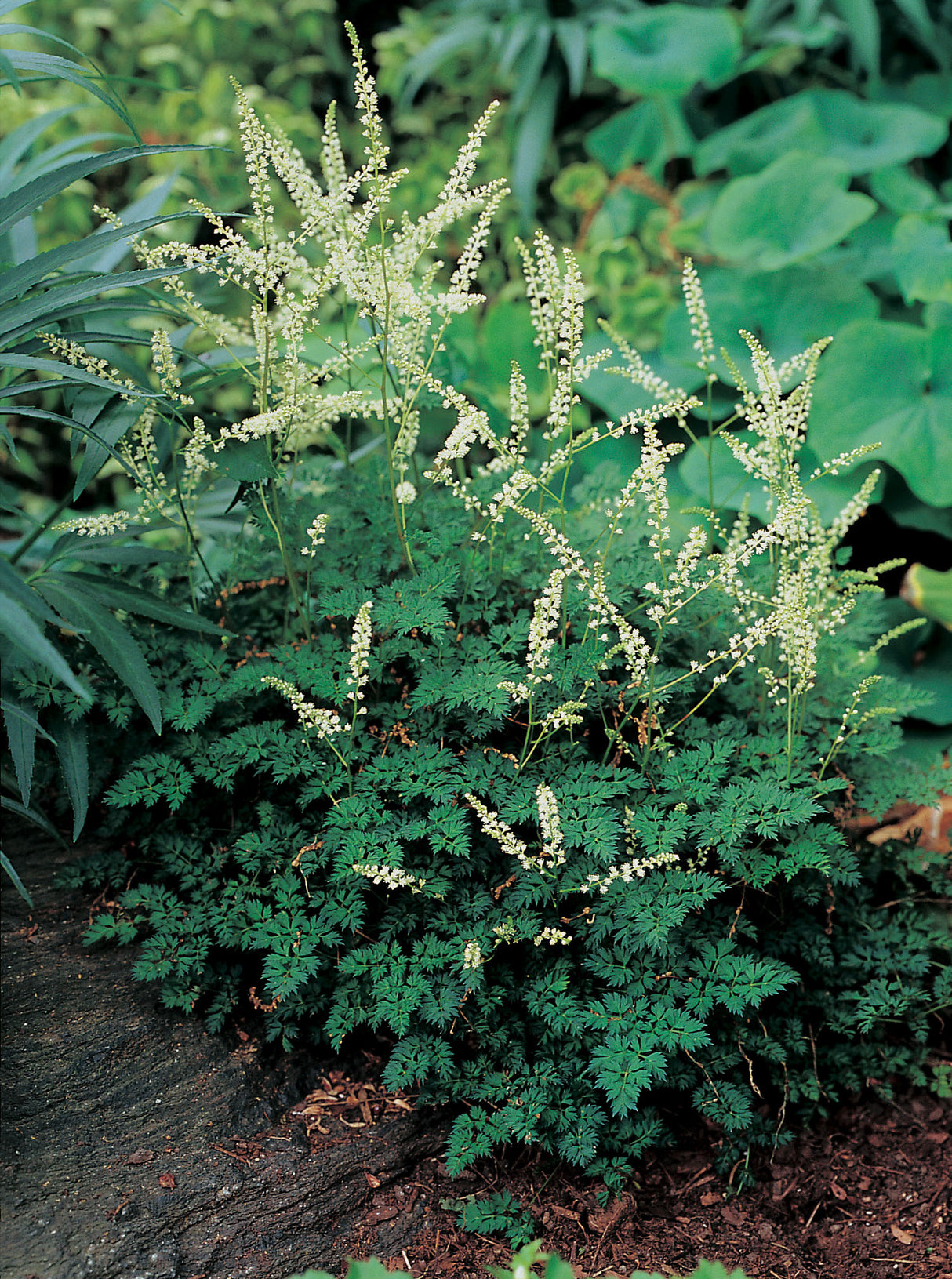 Aruncus aethusifolius , 3-pack