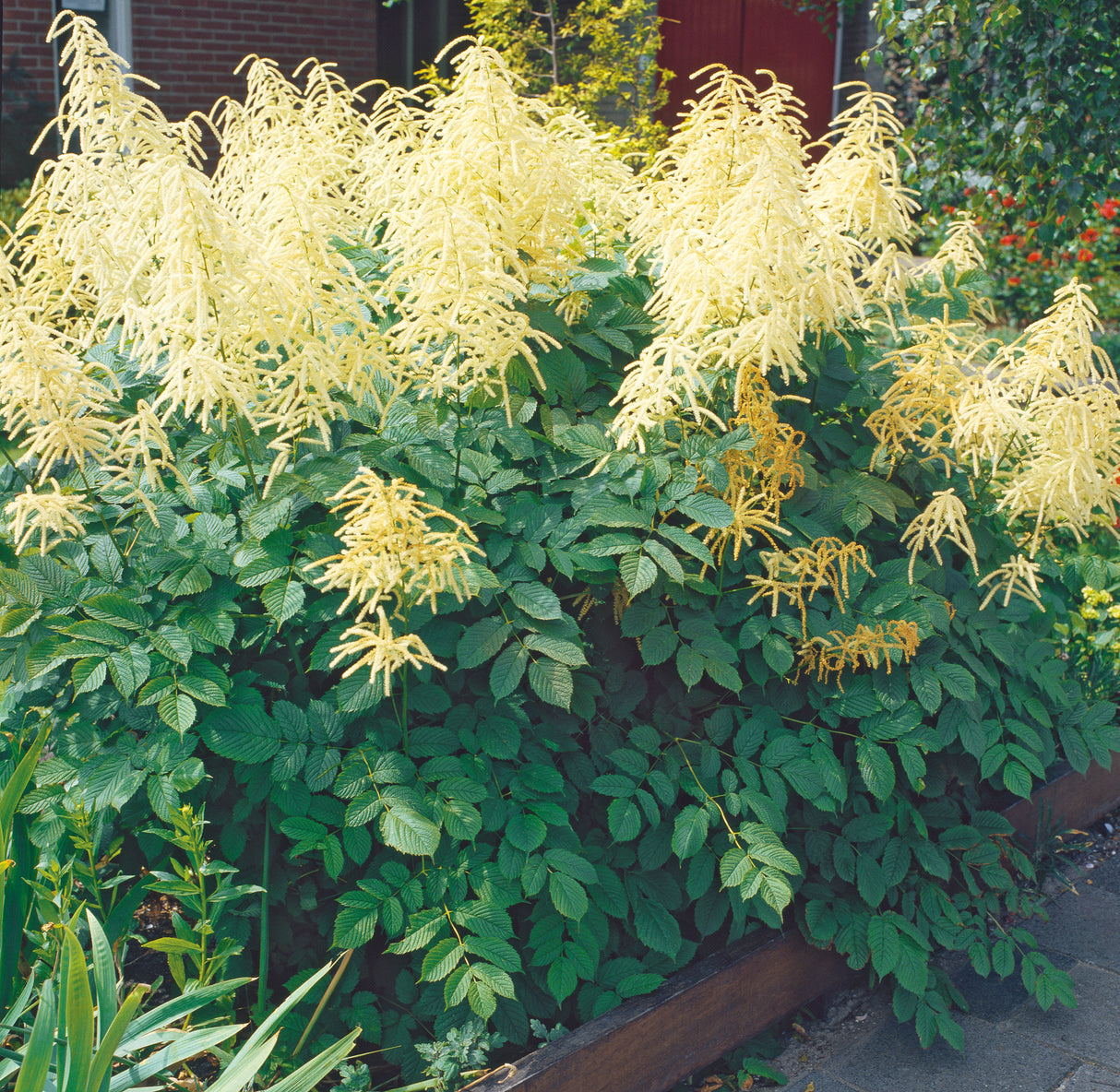 Aruncus dioicus , 3-pack