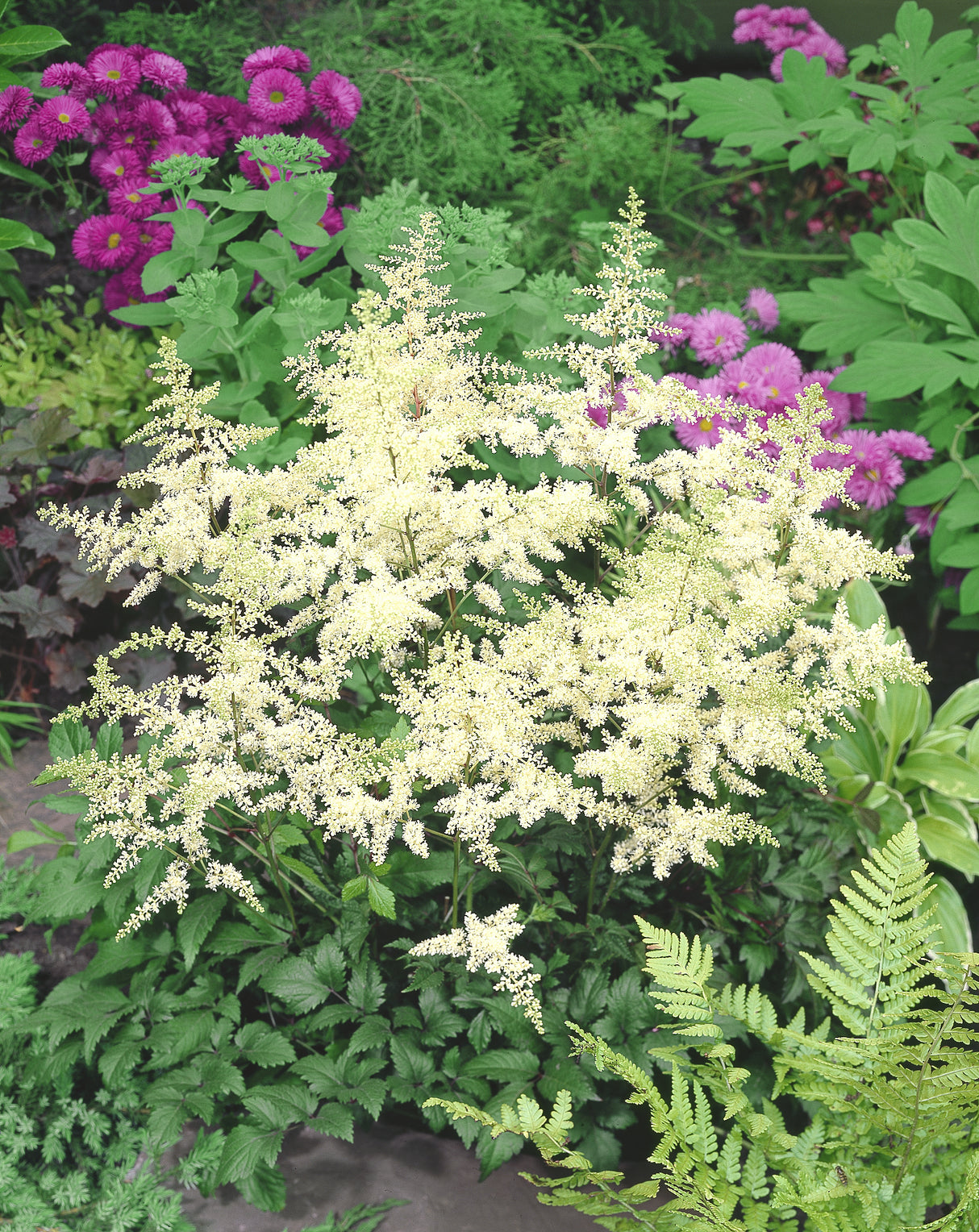 Astilbe (Arendsii-Gr.) 'Brautschleier' , 3-pack