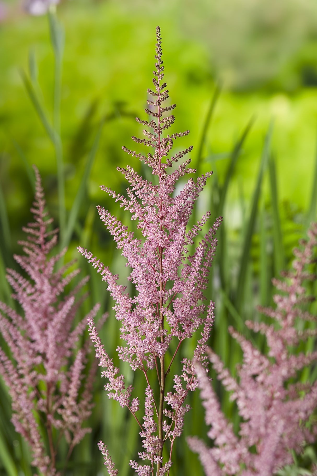 Astilbe (Arendsii-Gr.) 'Erika', 3-pack