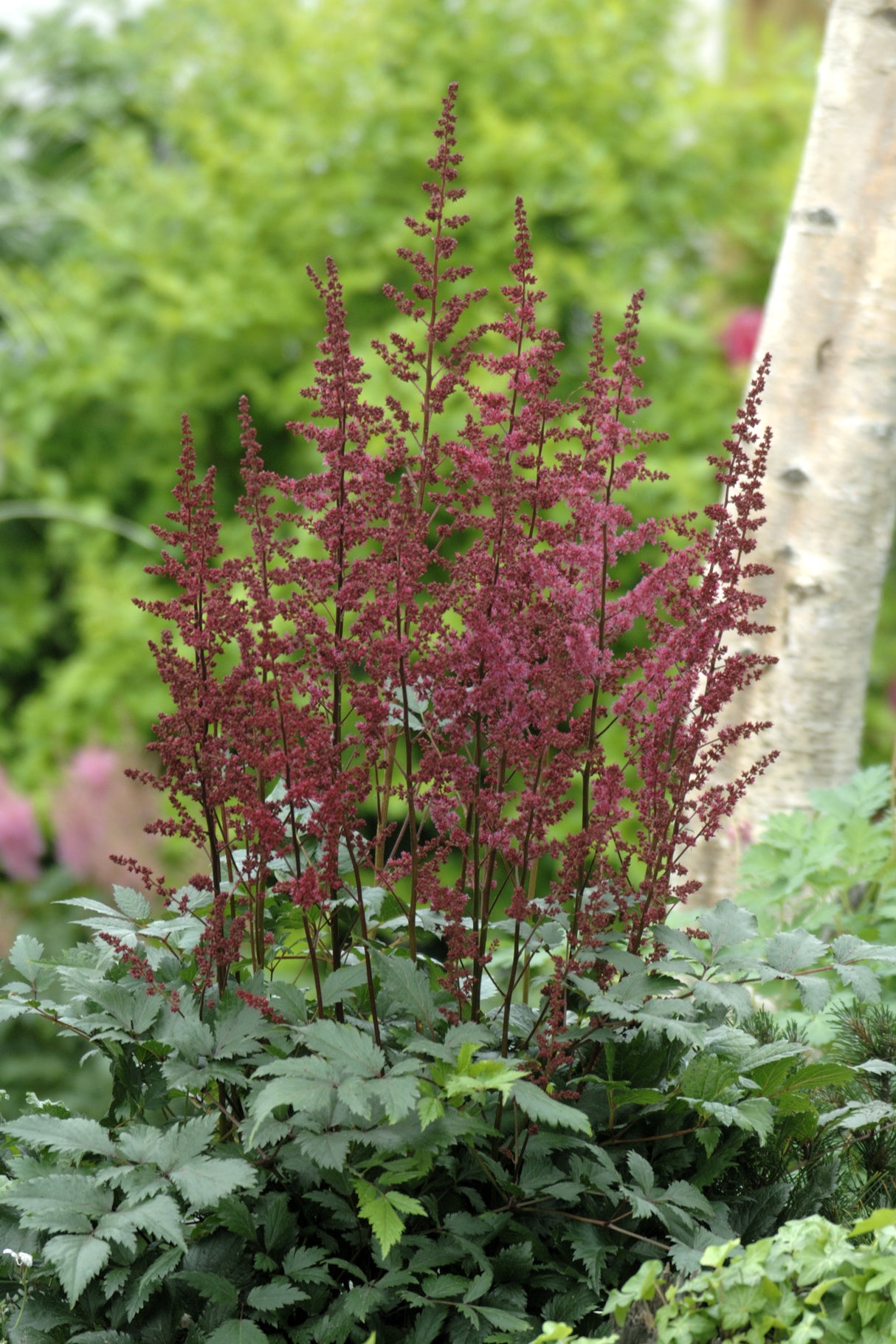 Astilbe (Arendsii-Gr.) 'Etna', 3-pack