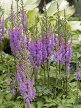 Dvärgastilbe  'Pumila', 3-pack