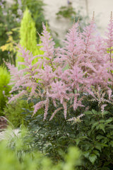 Astilbe (Simplicifolia-Gr.) 'Sprite', 3-pack