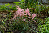Astilbe (Simplicifolia-Gr.) 'Sprite', 3-pack
