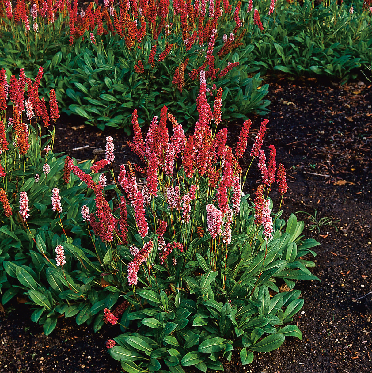 Bistorta affinis 'Darjeeling Red', 3-pack