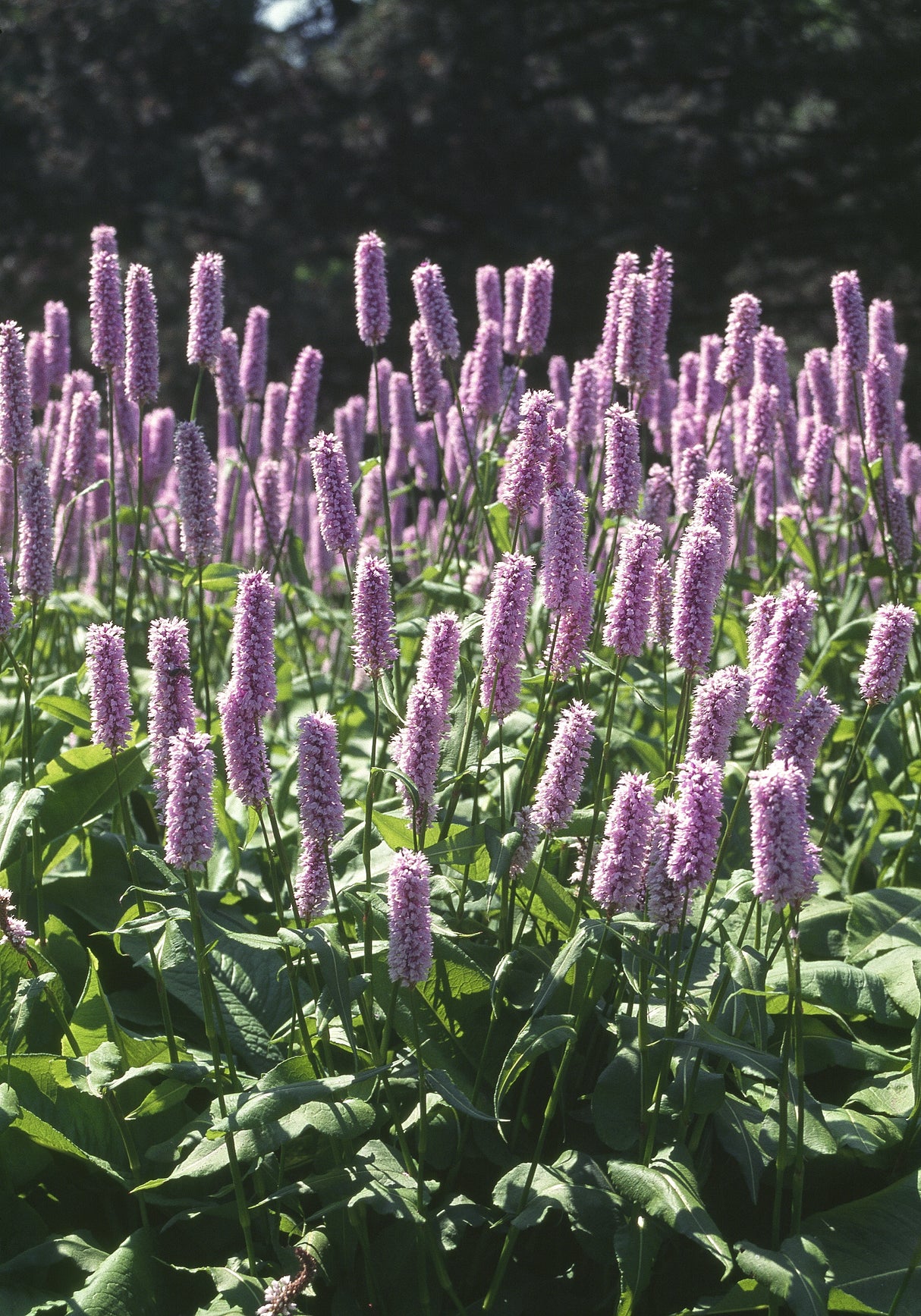 Bistorta officinalis 'Superba', 3-pack