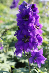 Delphinium (Elatum-Gr.) 'Black Knight', 3-pack