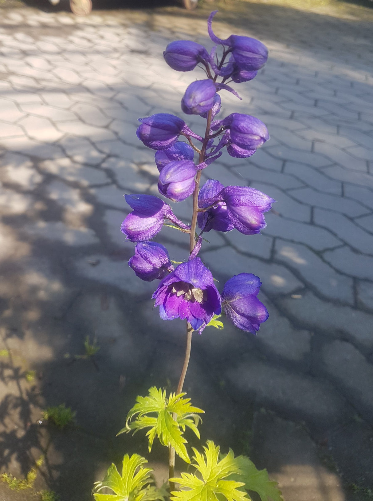 Delphinium (Elatum-Gr.) 'Black Knight', 3-pack