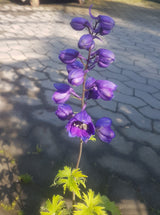 Delphinium (Elatum-Gr.) 'Black Knight', 3-pack
