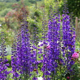 Delphinium (Elatum-Gr.) 'Black Knight', 3-pack