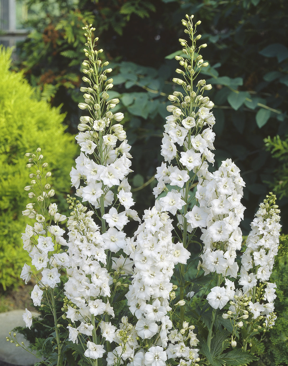 Delphinium (Elatum-Gr.) 'Galahad', 3-pack