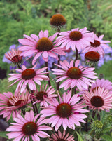 Echinacea purpurea 'Magnus', 3-pack