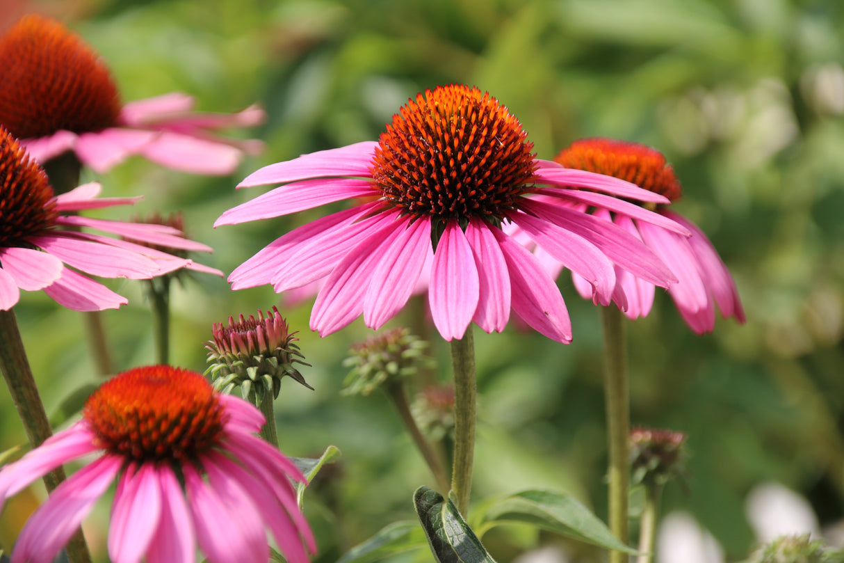Echinacea purpurea 'Magnus', 3-pack