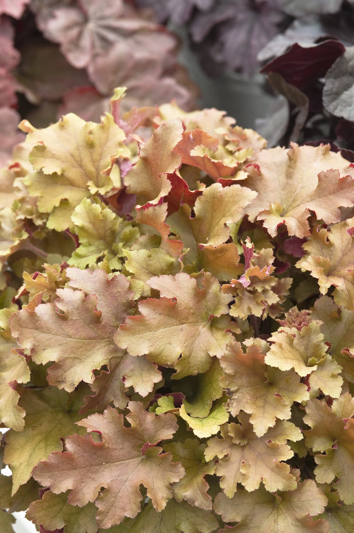 Heuchera 'Marmalade', 3-pack