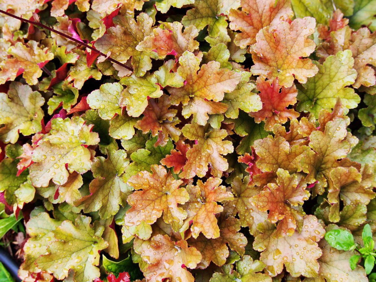 Heuchera 'Marmalade', 3-pack
