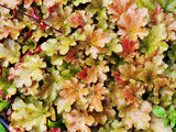 Heuchera 'Marmalade', 6-pack