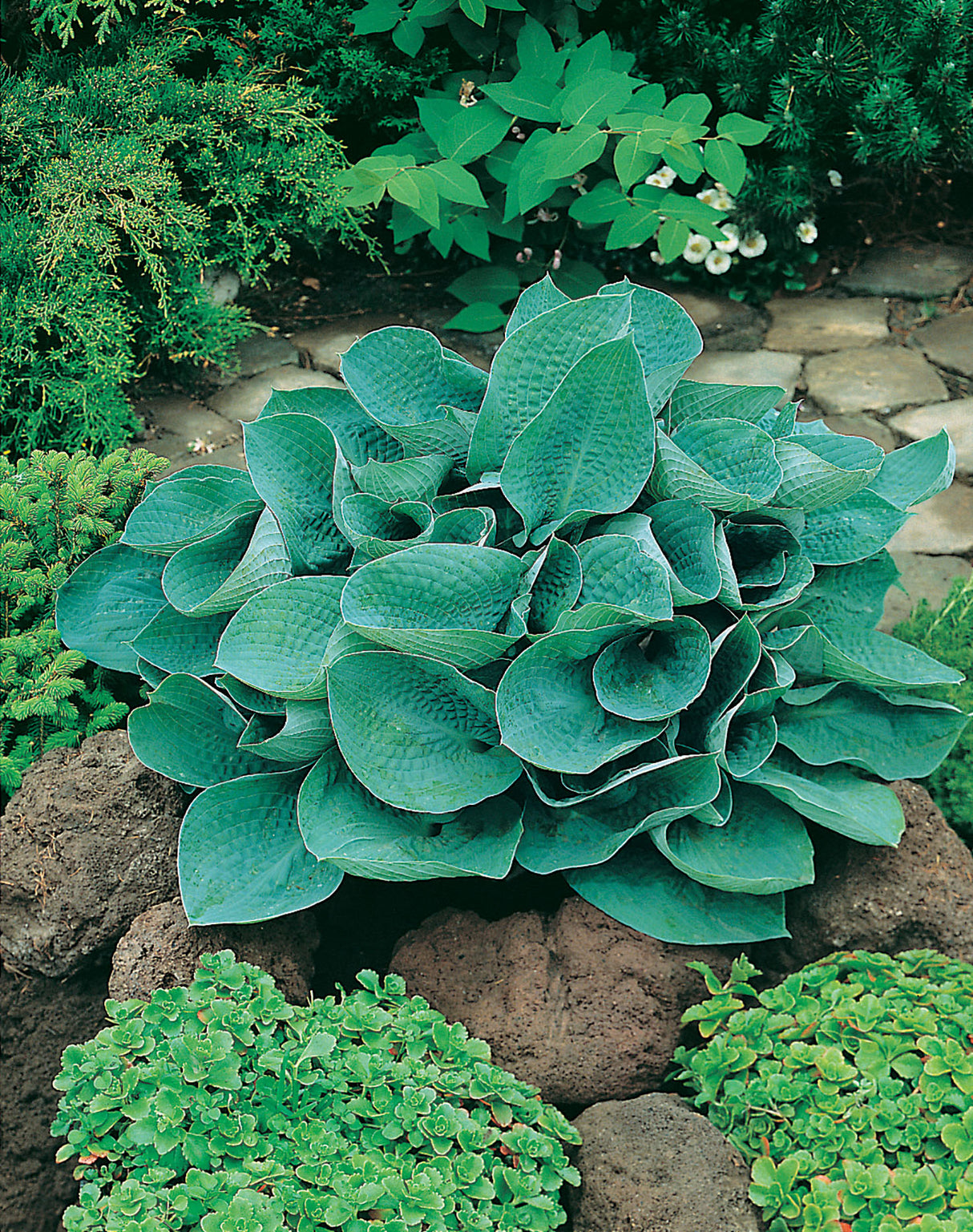 Hosta 'Big Daddy', 3-pack