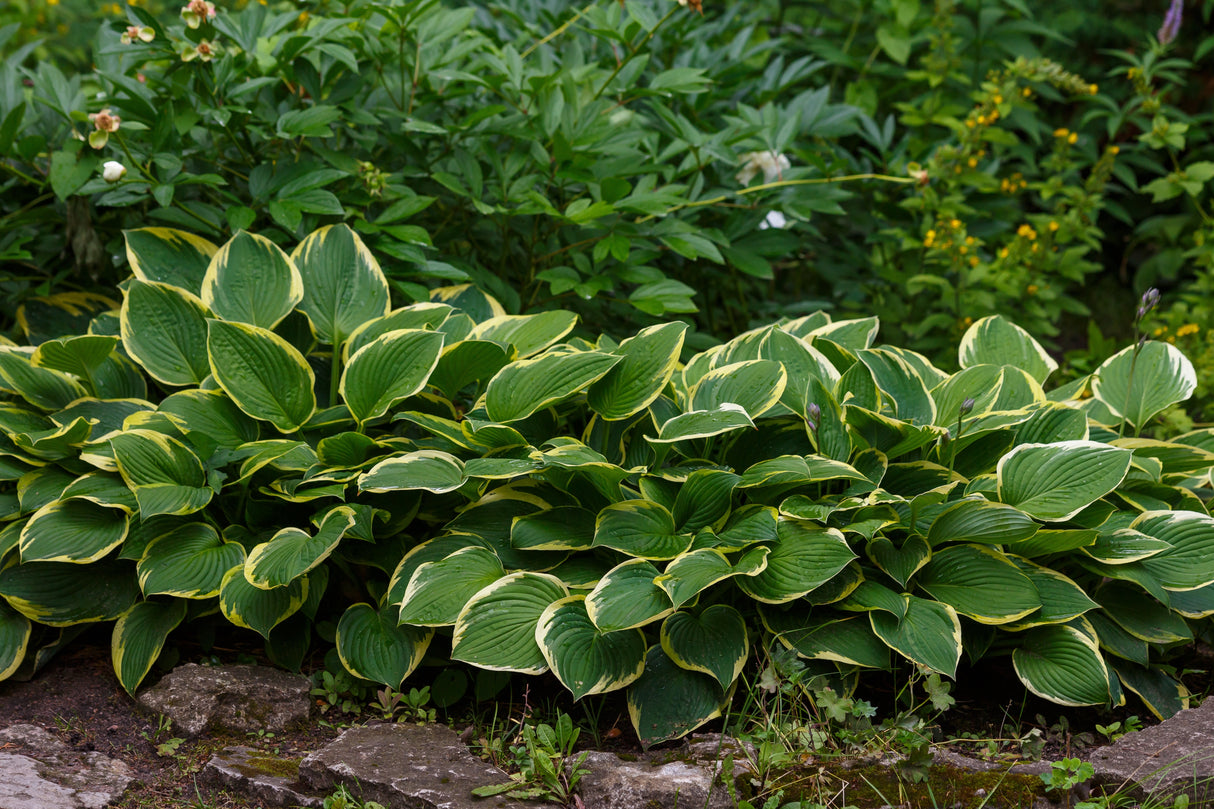 Hosta fortunei 'Aureomarginata', 6-pack