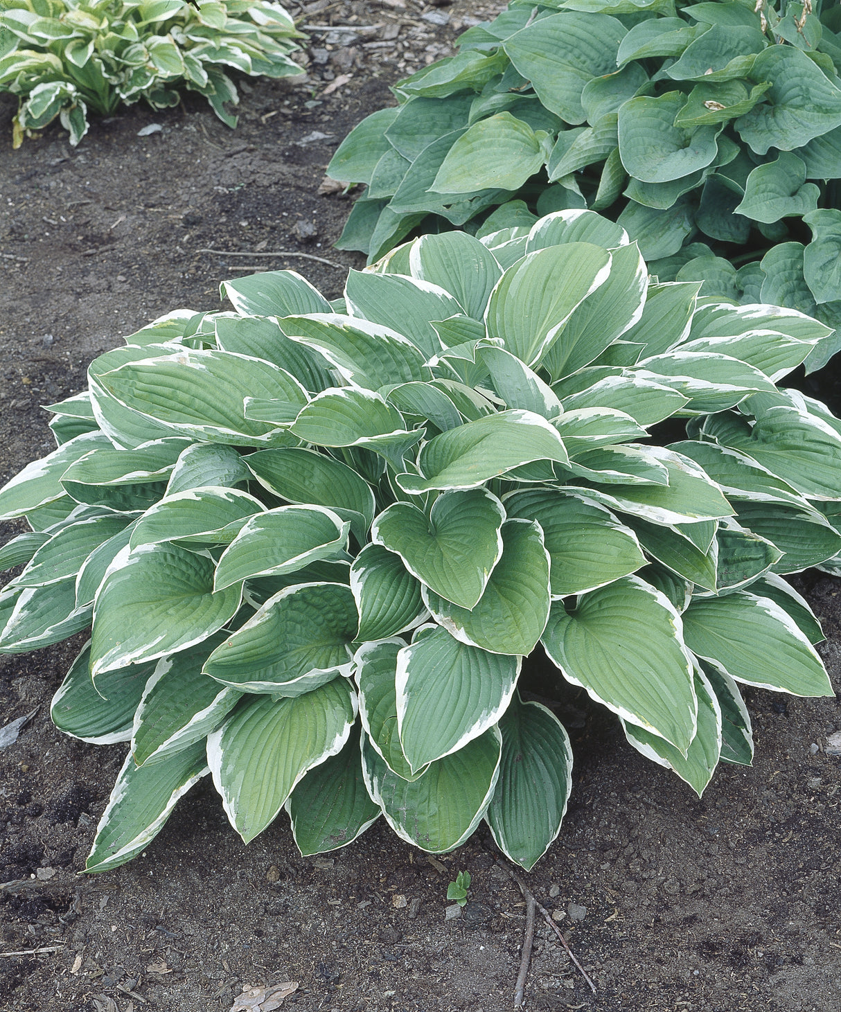Hosta fortunei 'Francee', 3-pack