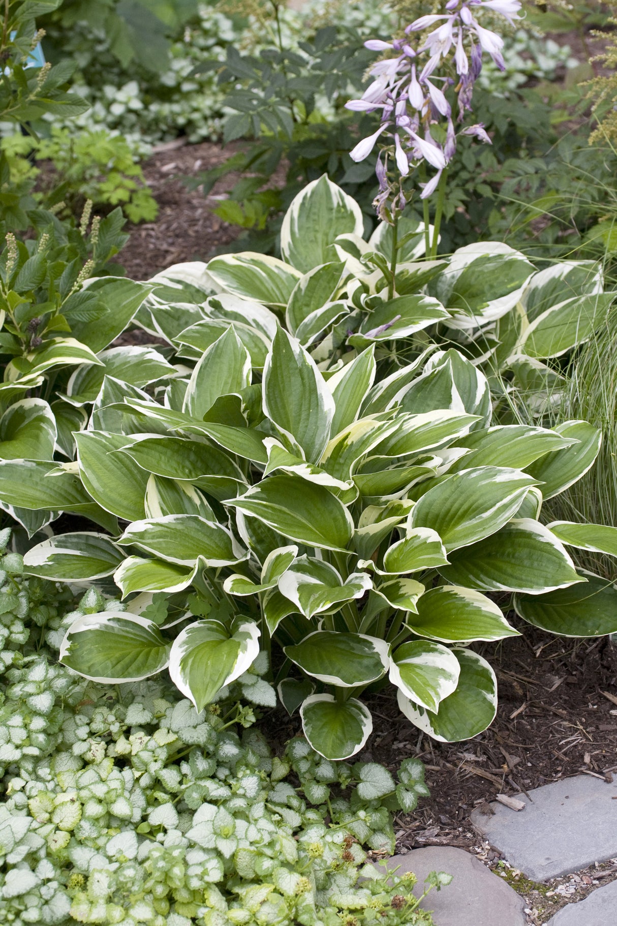 Hosta fortunei 'Patriot', 6-pack