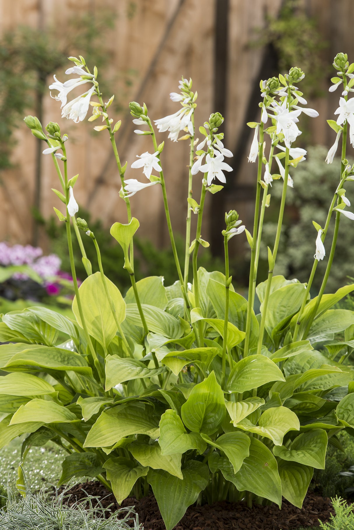 Hosta 'Royal Standard' , 6-pack
